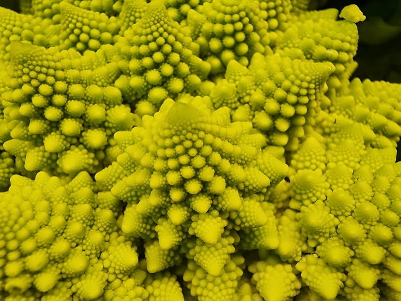 Fractal